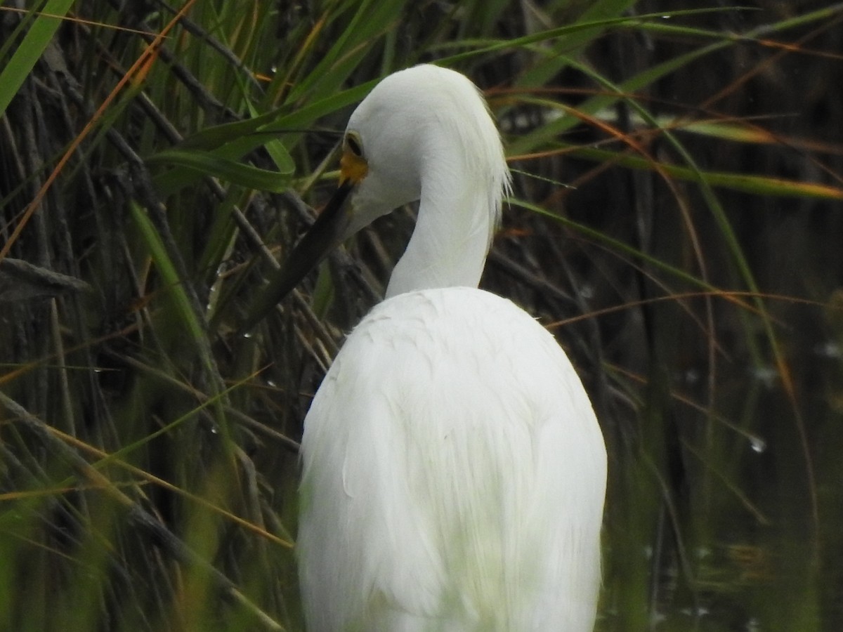 Snowy Egret - ML620820046