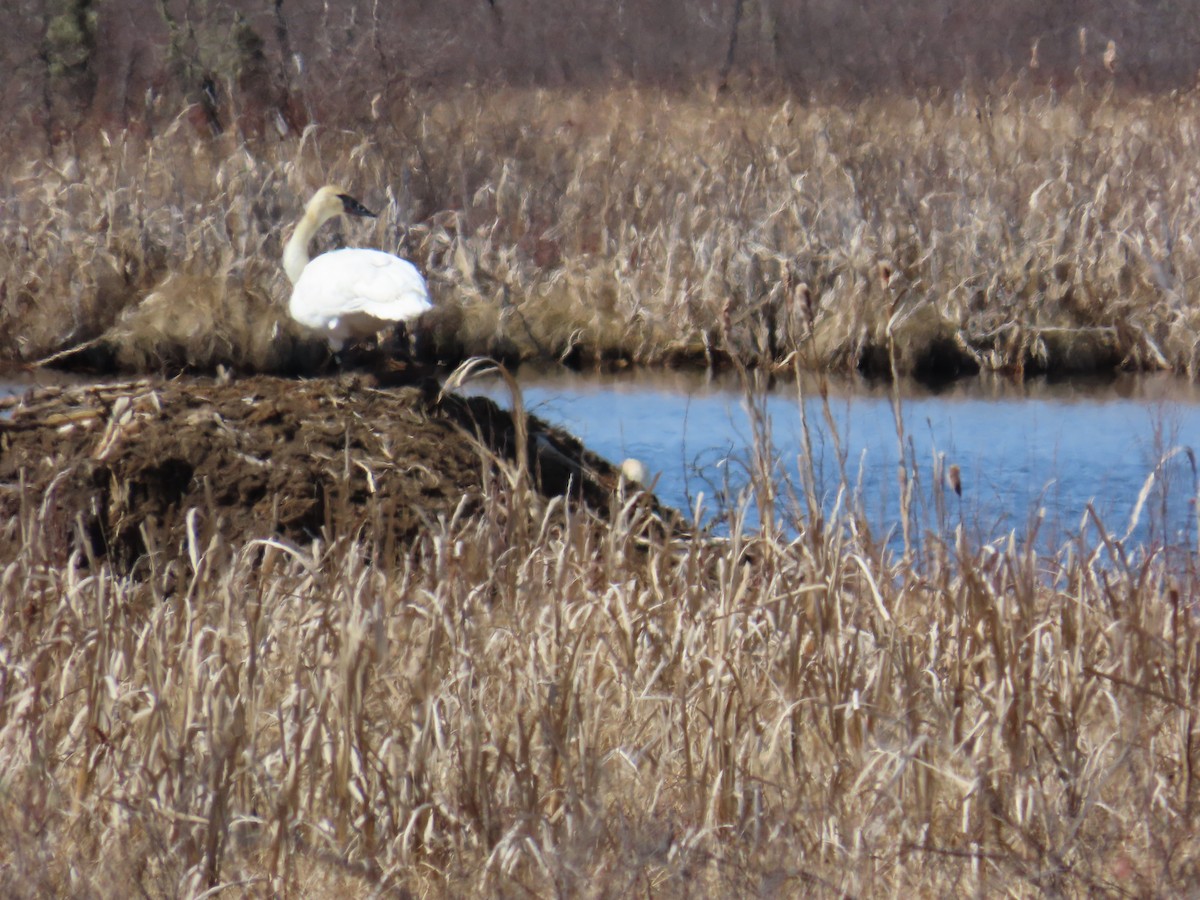 Cisne Trompetero - ML620820047