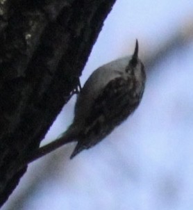 Brown Creeper - ML620820048