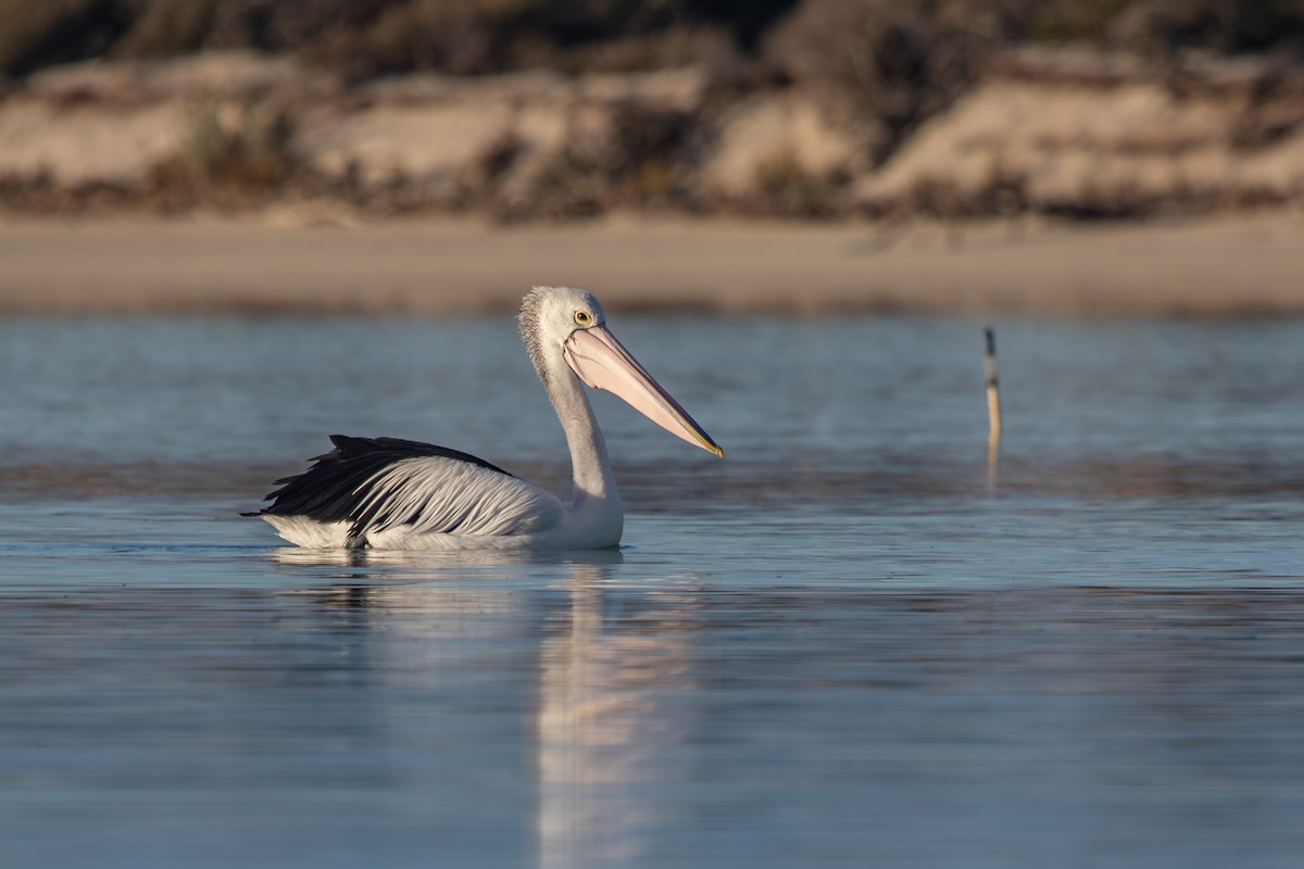 Australian Pelican - ML620820049