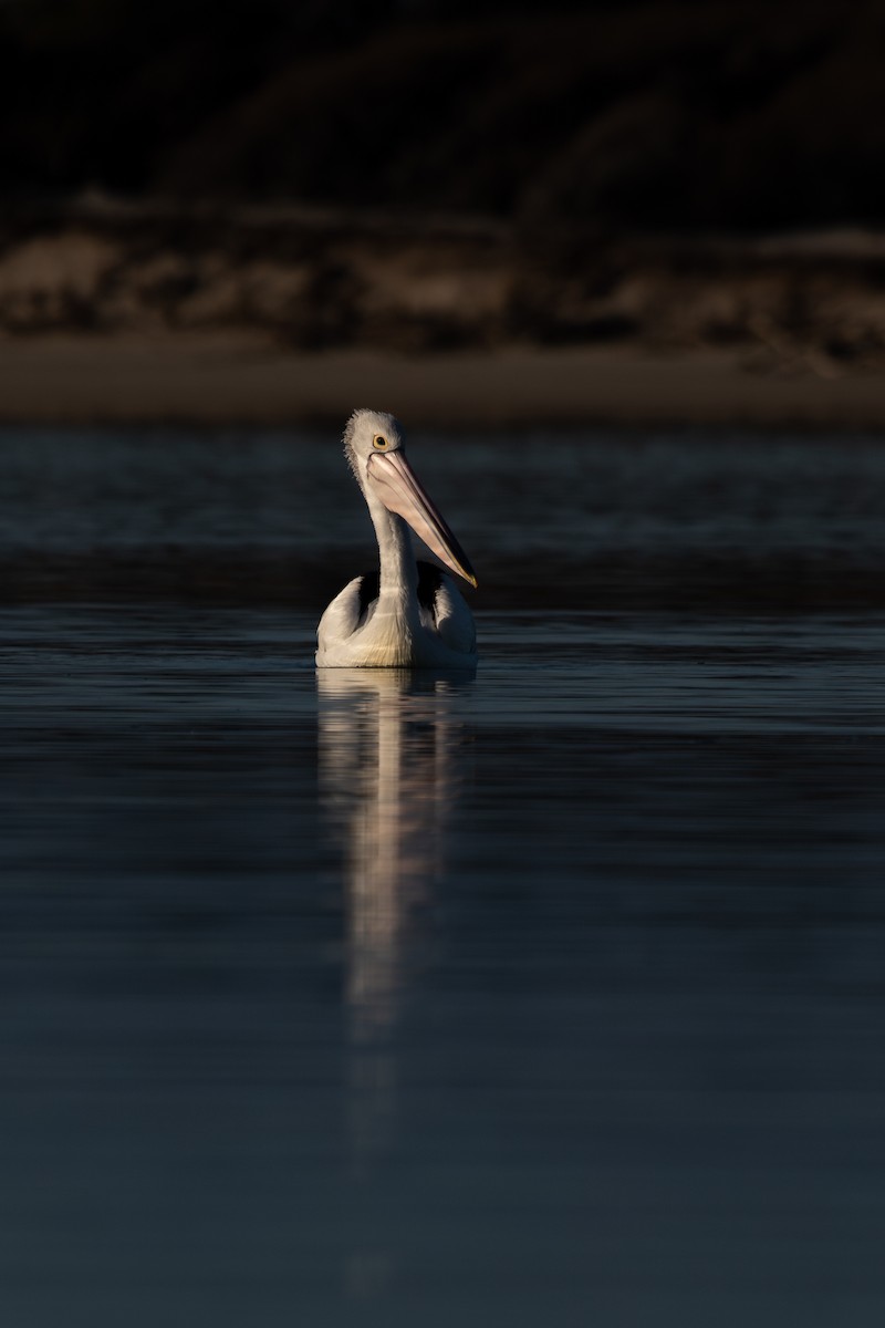 Australian Pelican - ML620820050