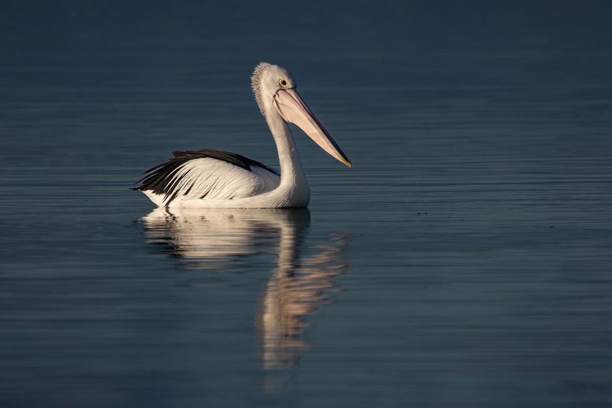 Australian Pelican - ML620820051