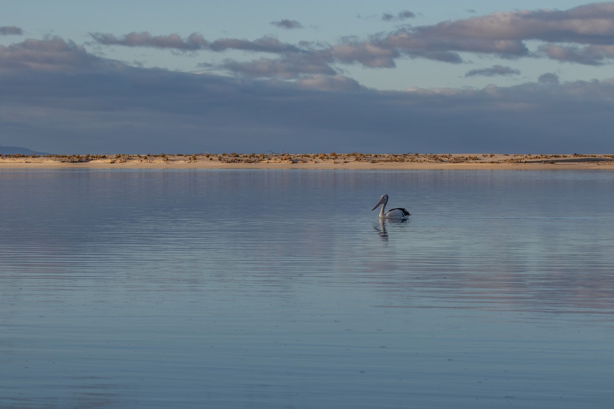 Australian Pelican - ML620820052