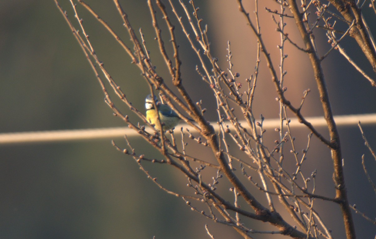 Eurasian Blue Tit - ML620820053