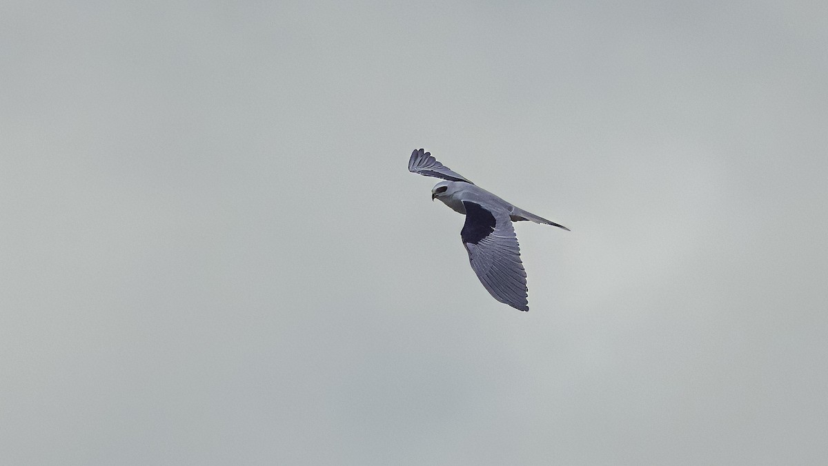White-tailed Kite - ML620820054