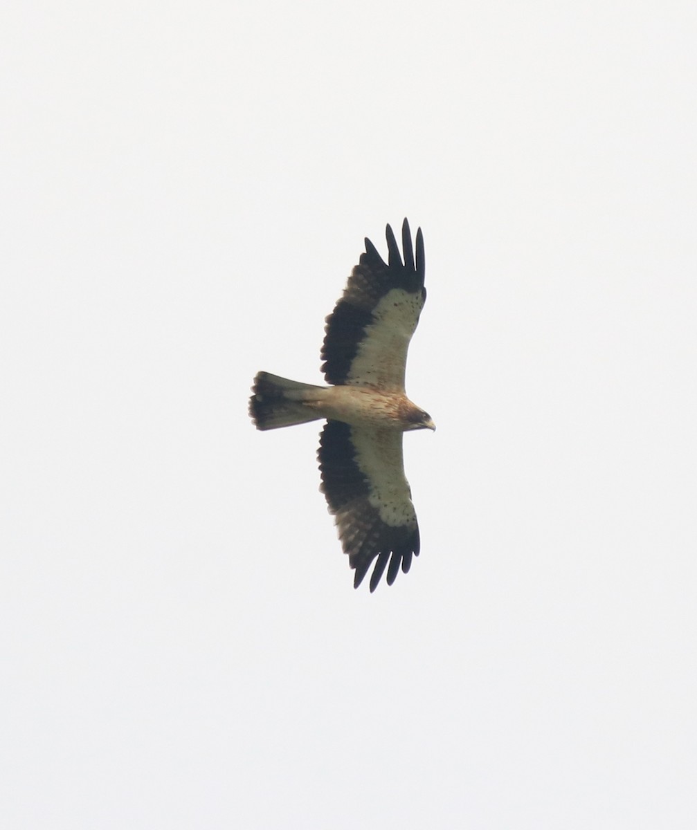 Booted Eagle - ML620820065