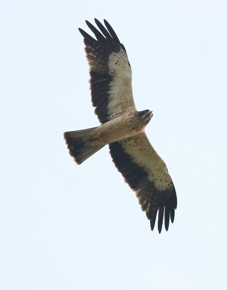 Águila Calzada - ML620820068