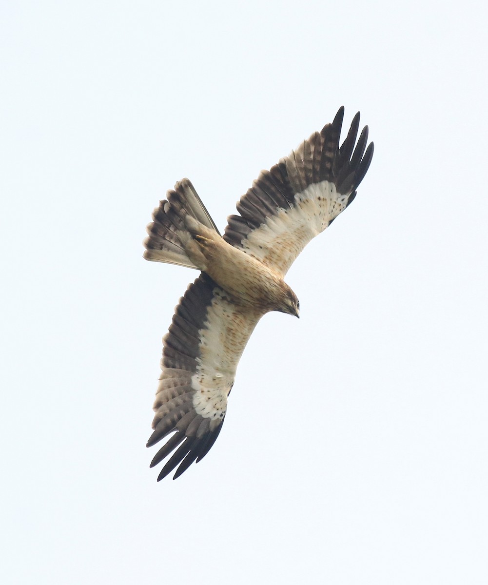 Águila Calzada - ML620820070