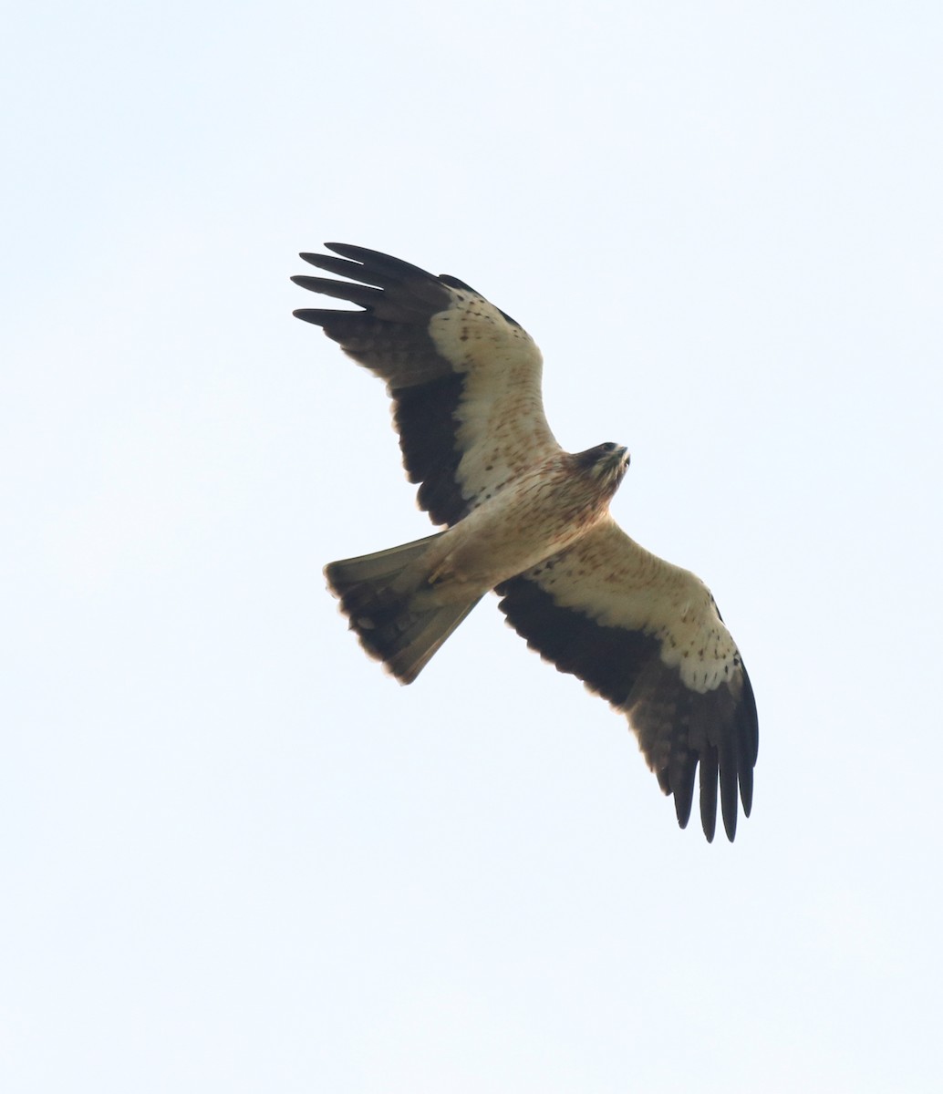 Booted Eagle - ML620820071