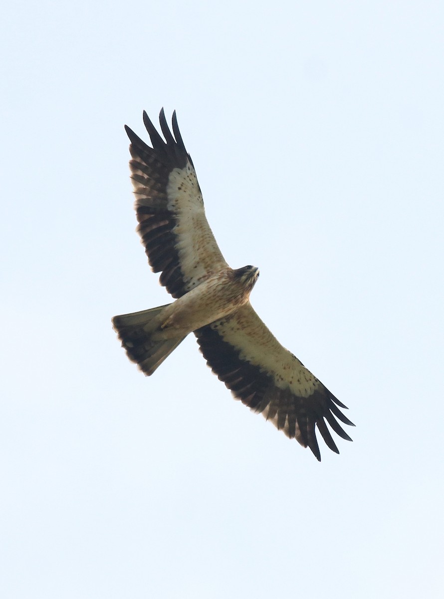 Águila Calzada - ML620820073