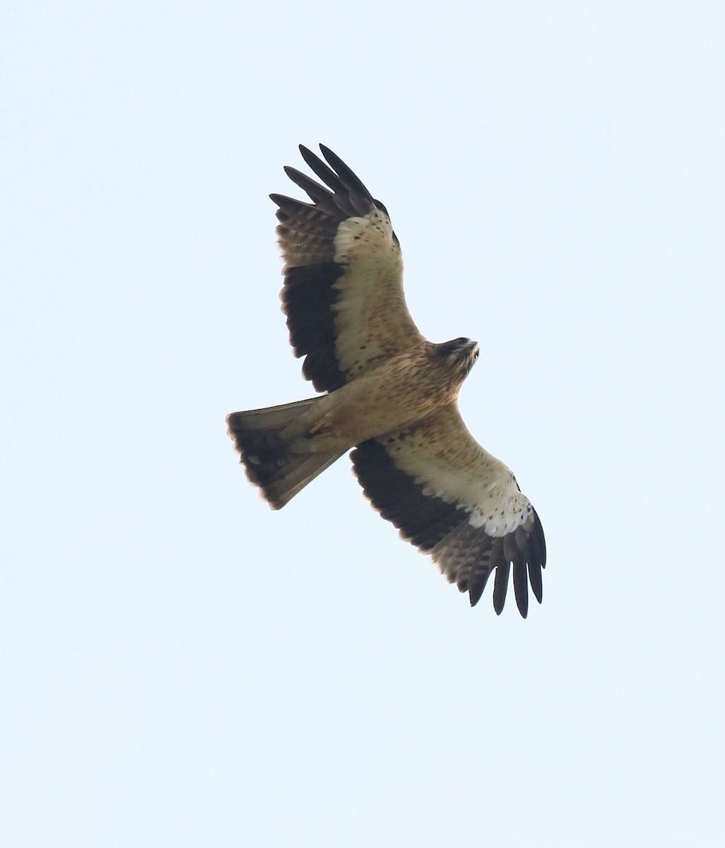 Águila Calzada - ML620820074