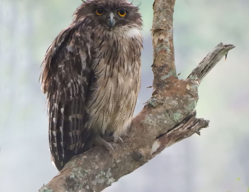 Brown Fish-Owl - ML620820080