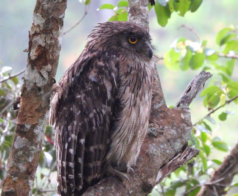 Brown Fish-Owl - ML620820081