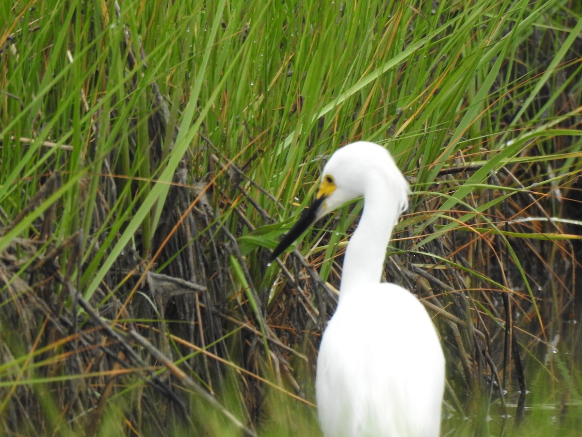 Snowy Egret - ML620820082