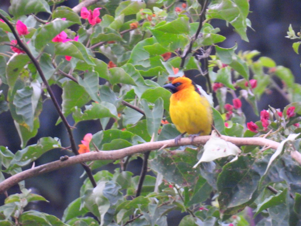 Black-necked Weaver - ML620820085