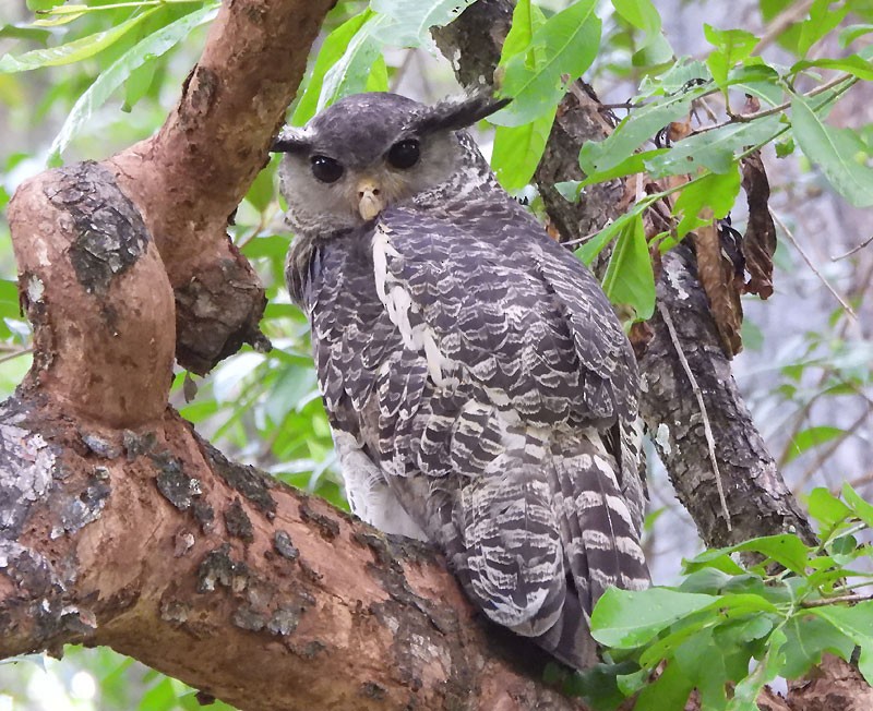 Spot-bellied Eagle-Owl - Supriya Kulkarni