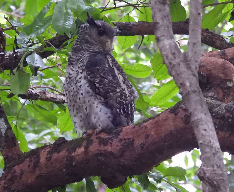 Spot-bellied Eagle-Owl - ML620820087