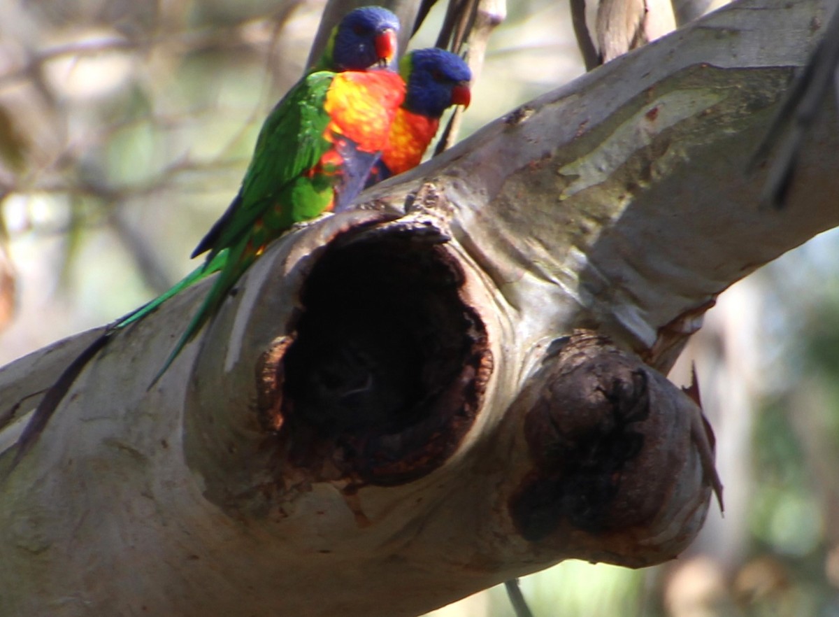 Égothèle d'Australie - ML620820088