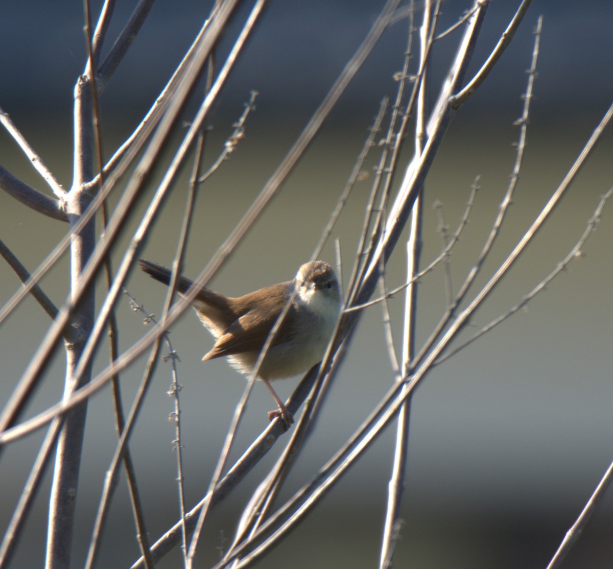 Cetti's Warbler - ML620820090