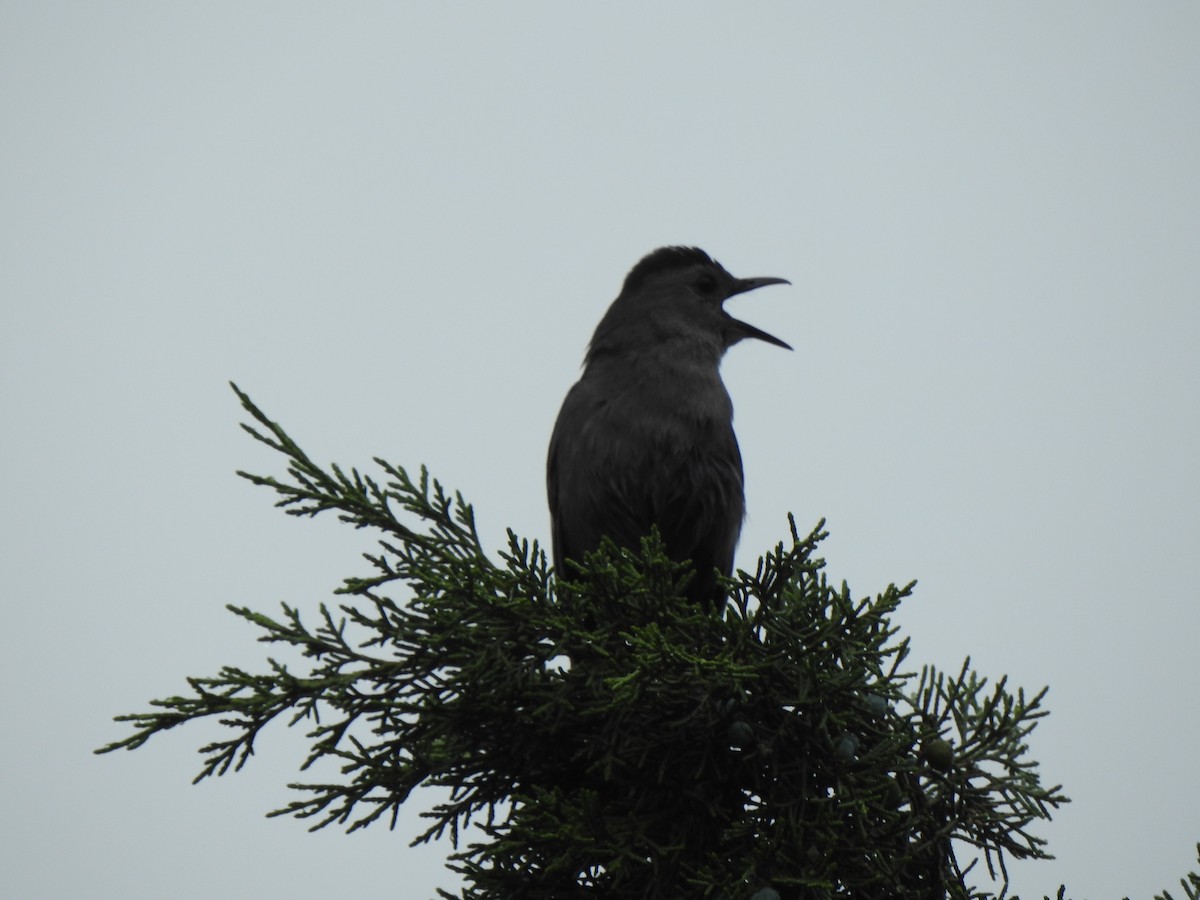 Gray Catbird - ML620820093