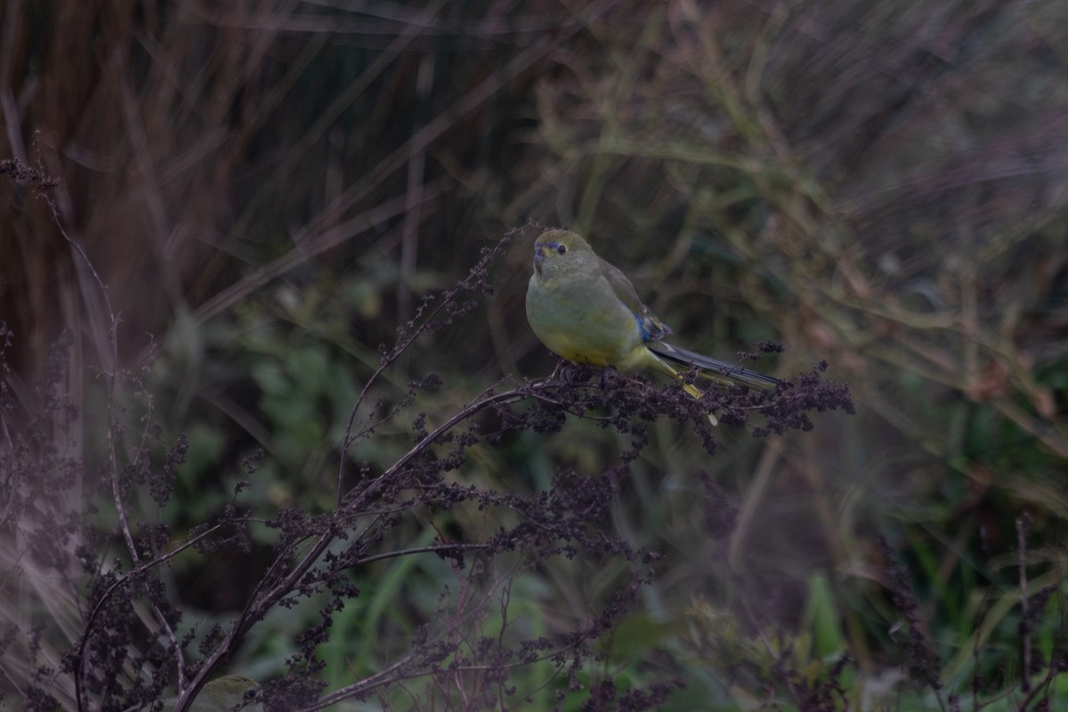 Blue-winged Parrot - ML620820096