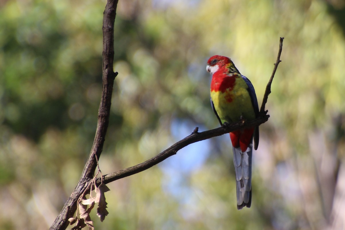 Eastern Rosella - ML620820098