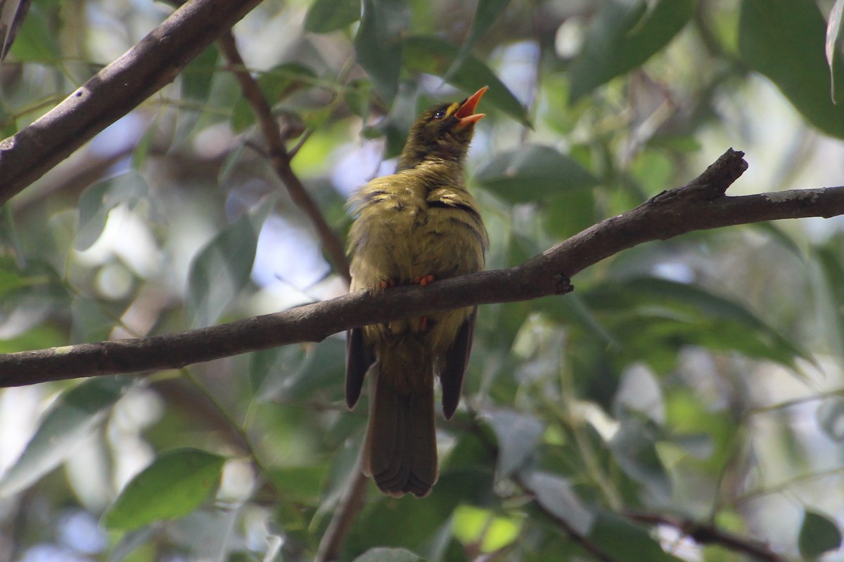 Bell Miner - ML620820103