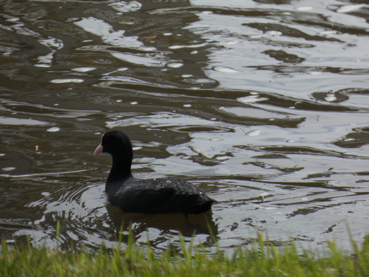 Foulque macroule - ML620820104