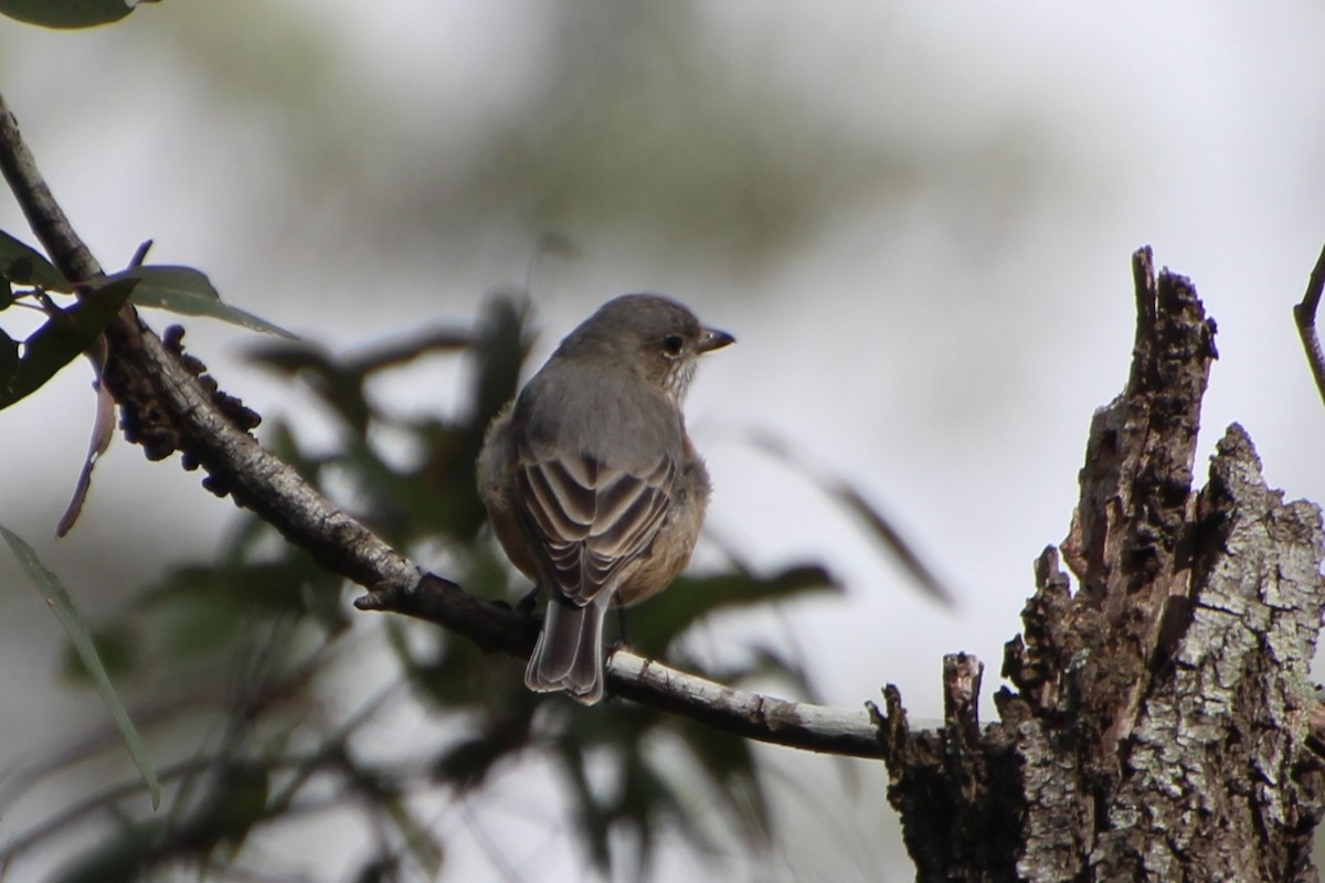 Rufous Whistler - ML620820105