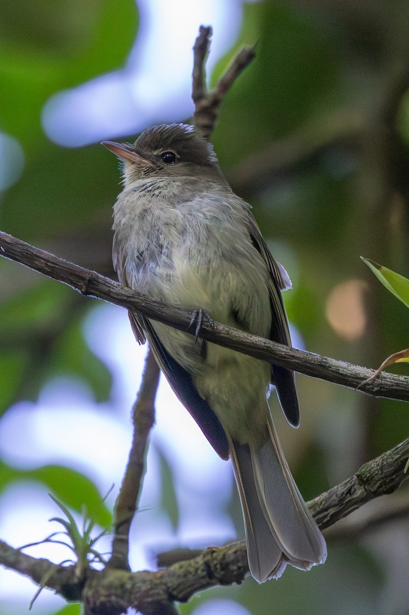 Waldschnäppertyrann - ML620820106