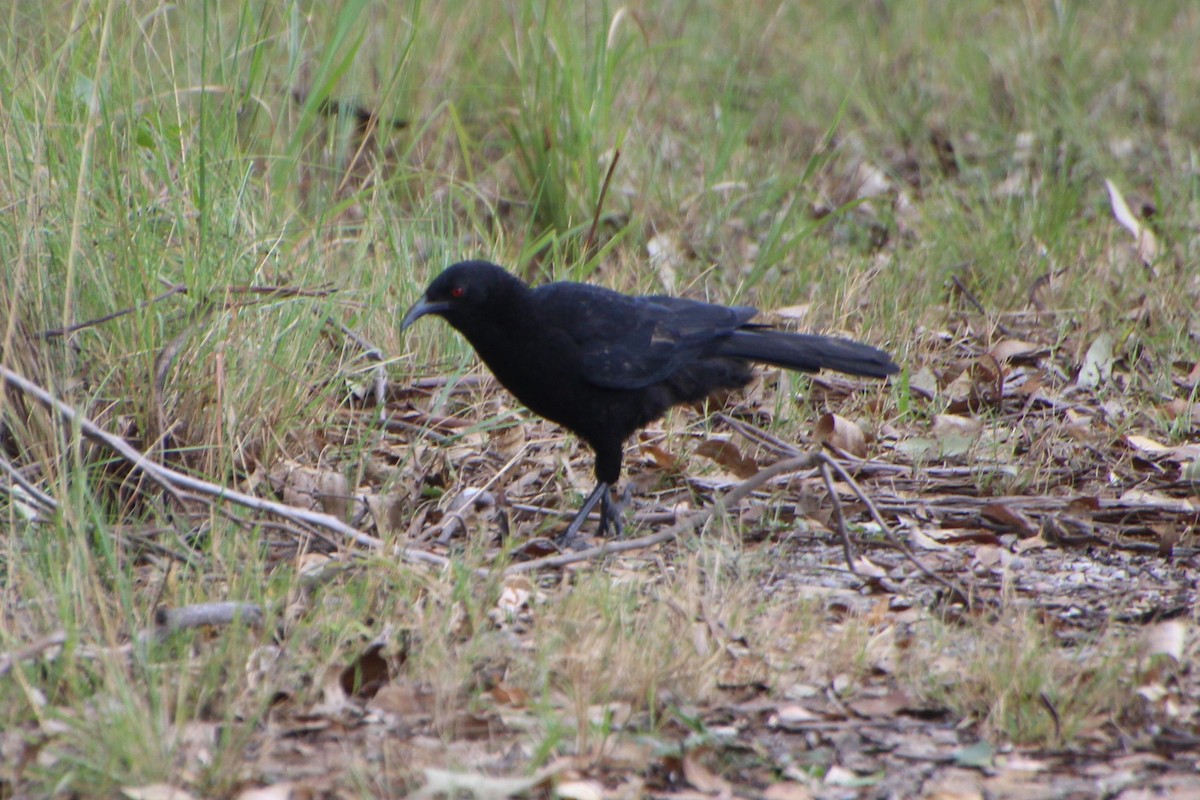 White-winged Chough - Michael Shearston