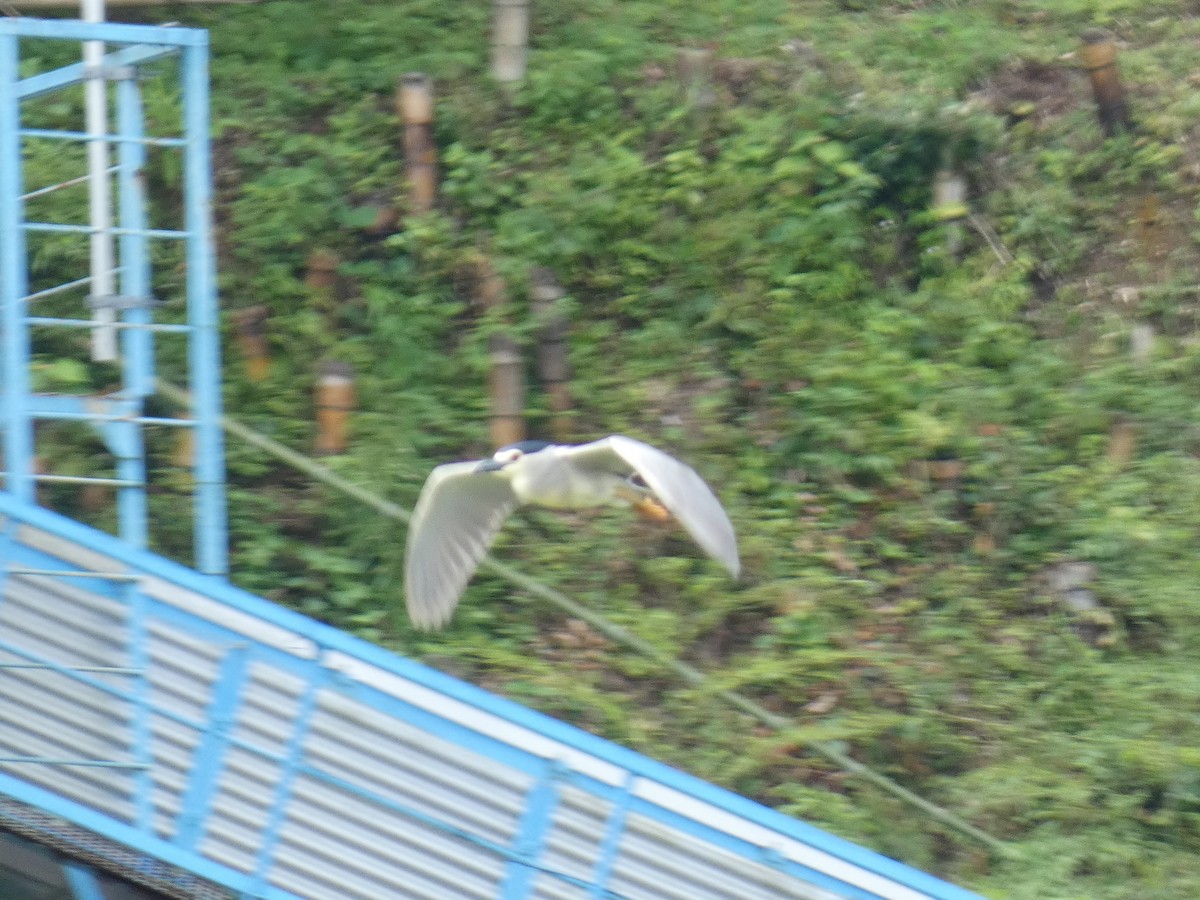 Black-crowned Night Heron - ML620820110