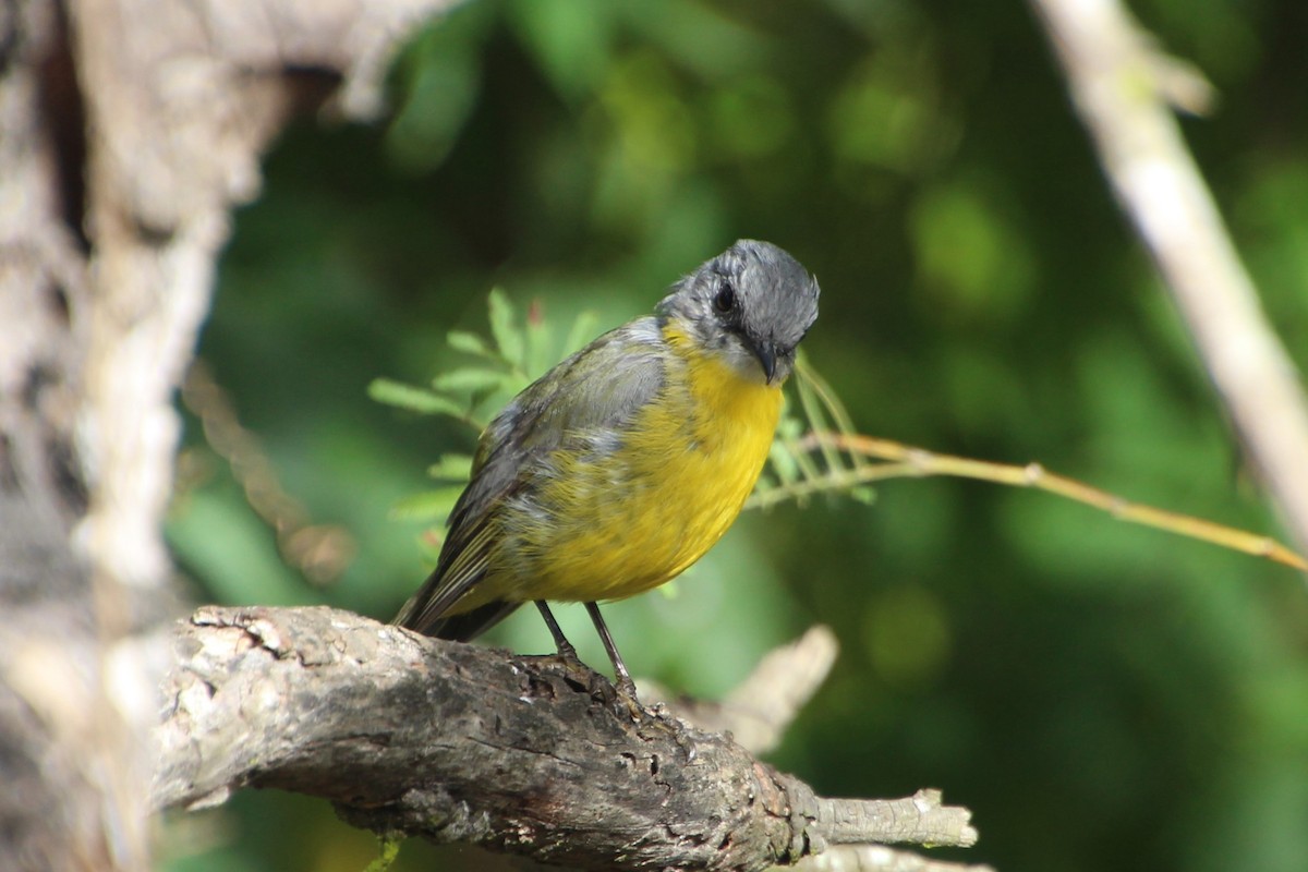 Eastern Yellow Robin - ML620820111