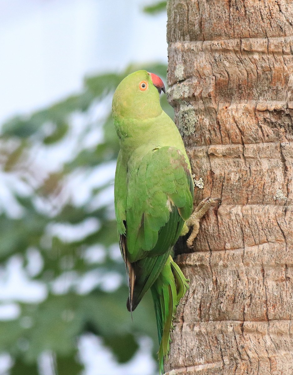 Rose-ringed Parakeet - Afsar Nayakkan