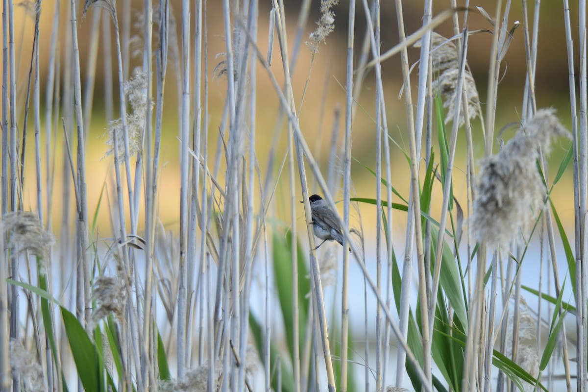 Eurasian Blackcap - ML620820117