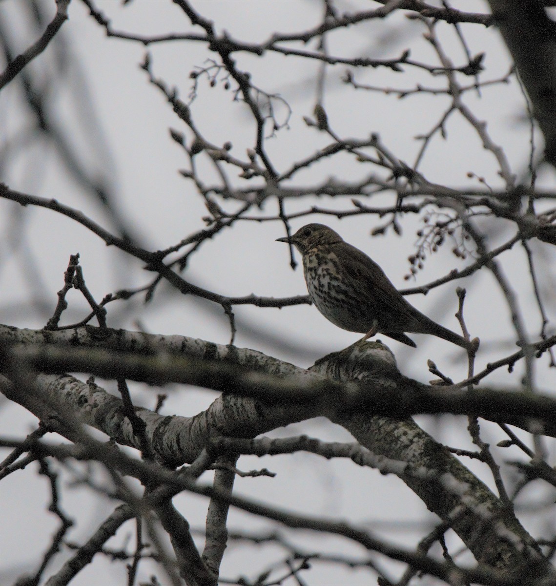 Song Thrush - ML620820122