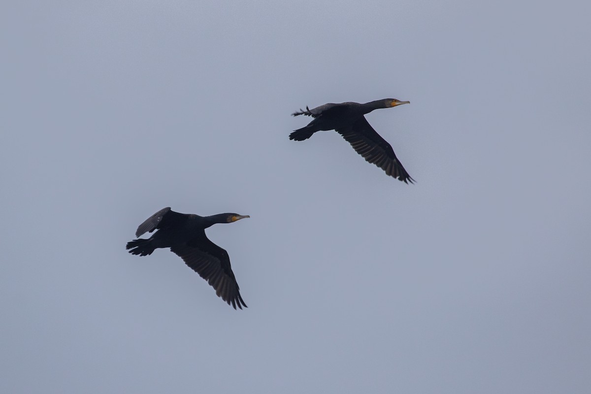 Great Cormorant - ML620820125