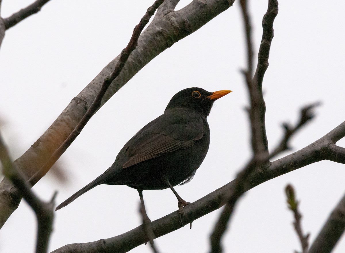 Eurasian Blackbird - ML620820126