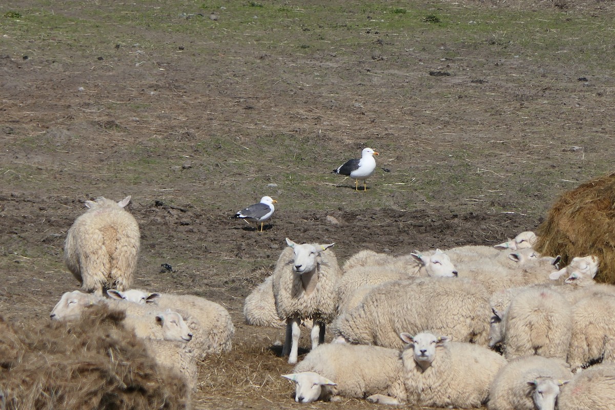 Lesser Black-backed Gull - ML620820127