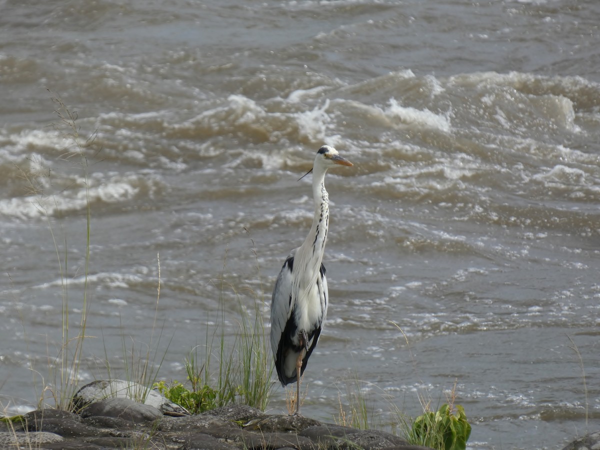 Gray Heron - ML620820129