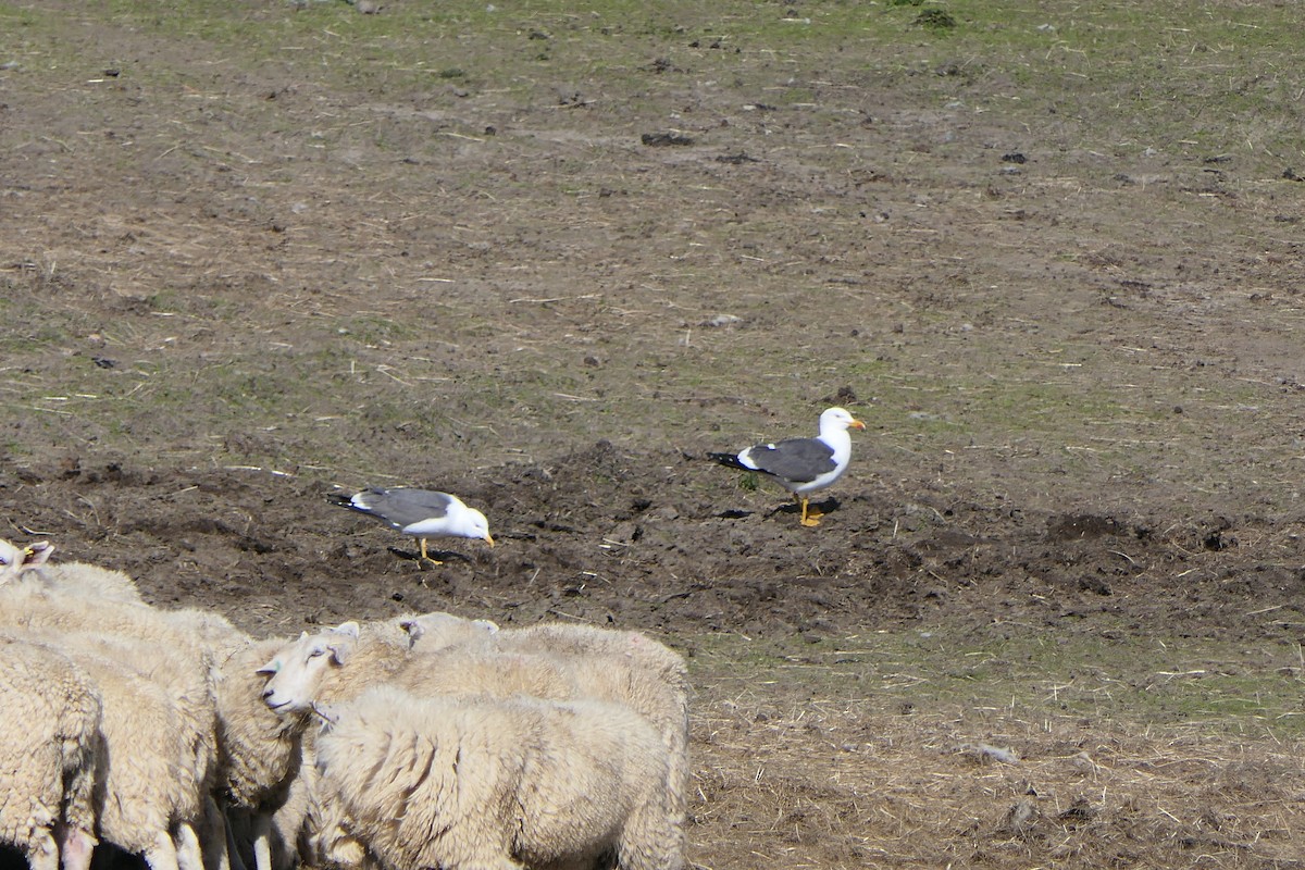 Lesser Black-backed Gull - ML620820130