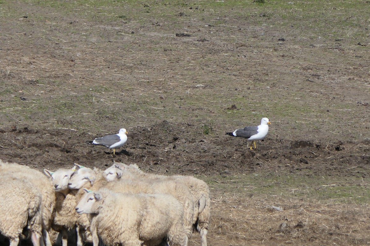 Lesser Black-backed Gull - ML620820131