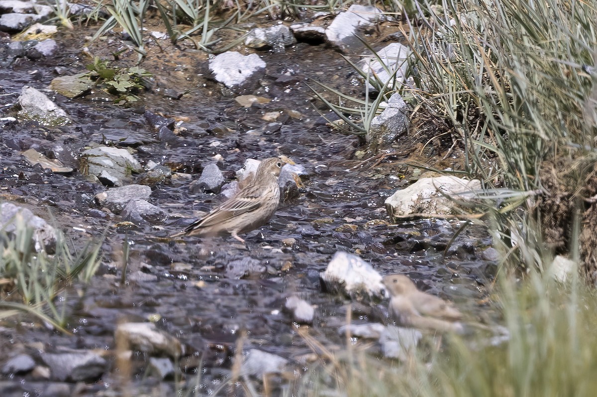 Gray-necked Bunting - Delfin Gonzalez