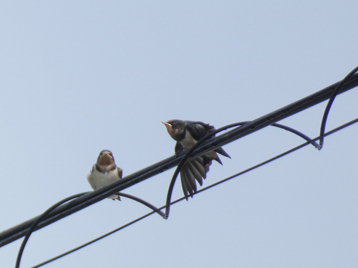 Barn Swallow - ryu en