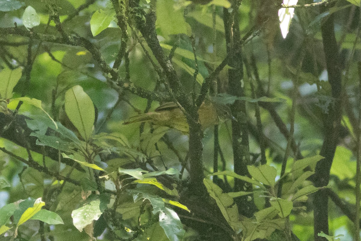 Shelley's Greenbul (Kakamega) - ML620820142