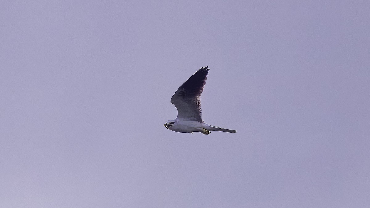 White-tailed Kite - ML620820143