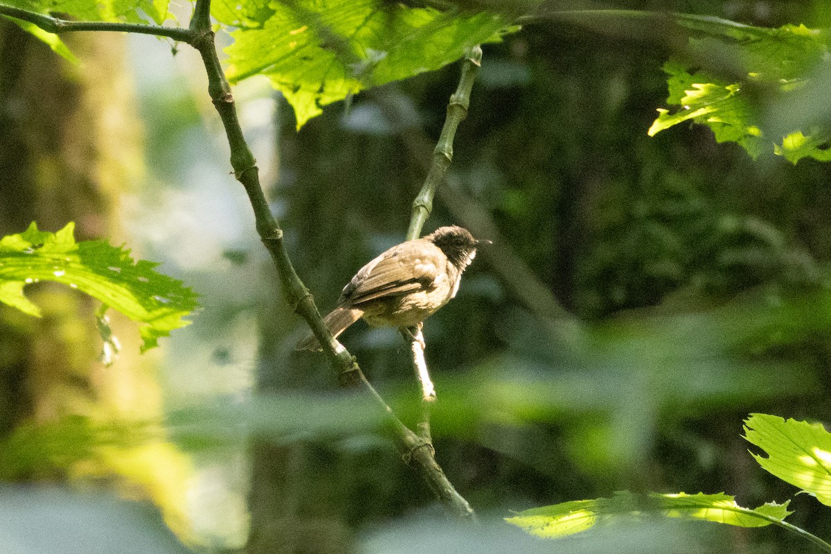 Plain Greenbul - ML620820145