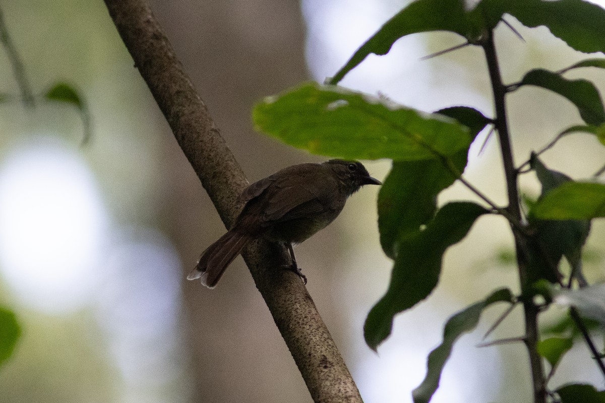 Ansorge's Greenbul - ML620820151