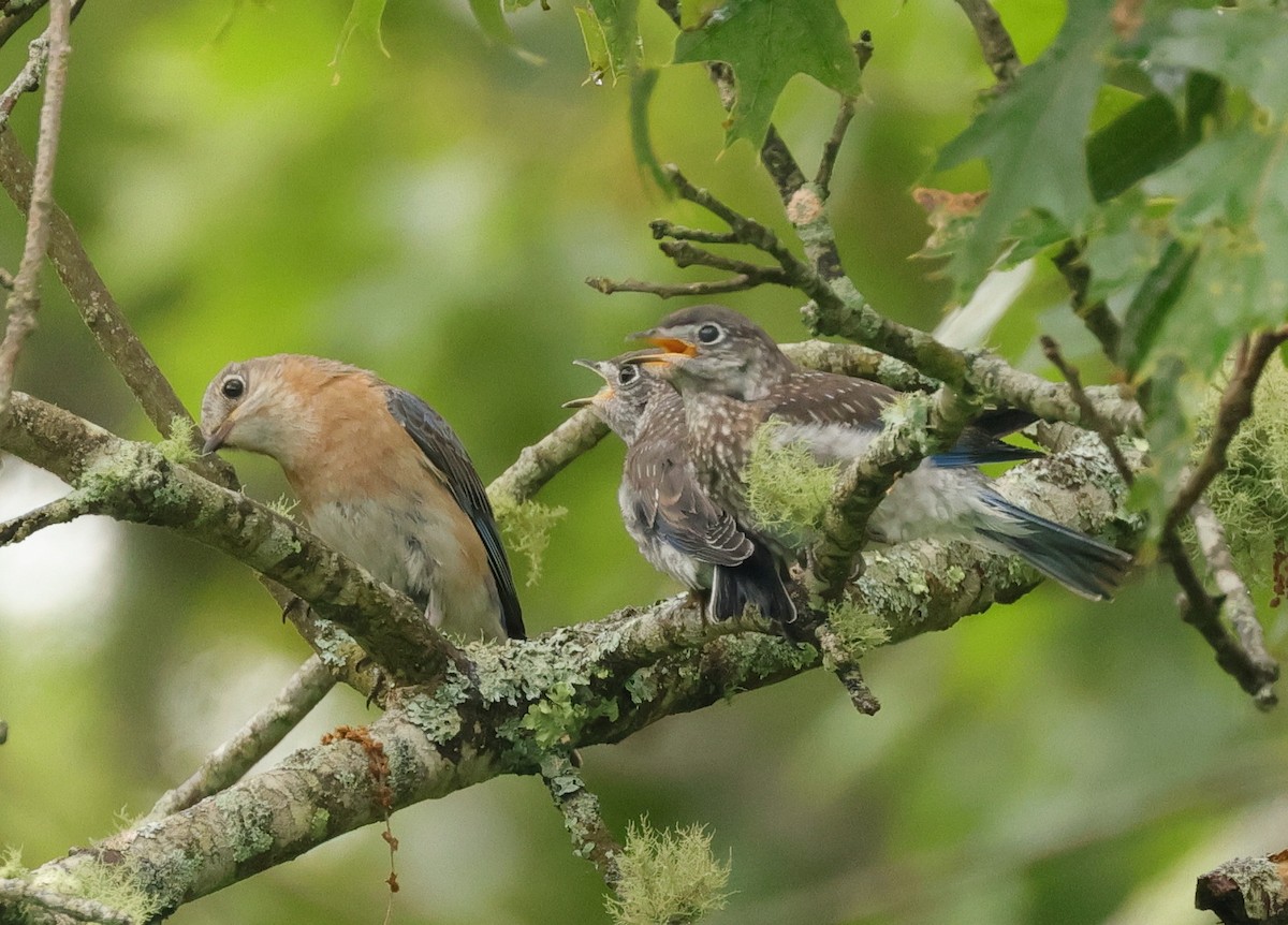 Eastern Bluebird - ML620820152