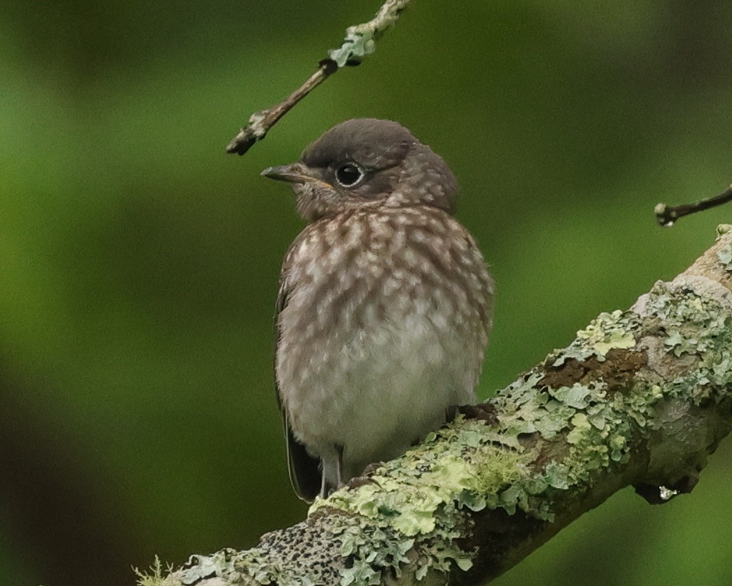 Eastern Bluebird - ML620820153